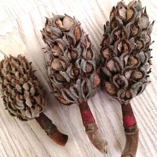 Шишки магнолии