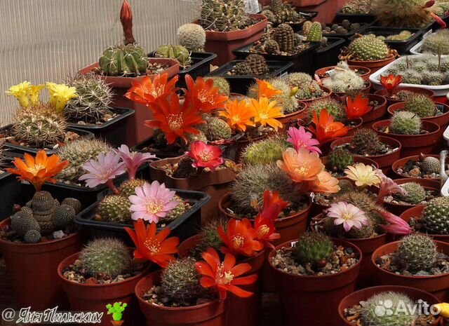 Кактусы из домашней коллекции. Сеянцы, суккуленты