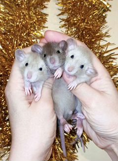 Крысята дамбо крыса редкого окраса