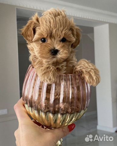 Мальтмпу F1 micro