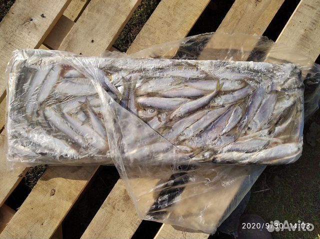 Рыба на корм животным и птицы