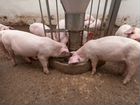 Мясо свинины (дюрок ландрас) живой вес объявление продам