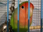 Волнистый попугай с клеткой объявление продам