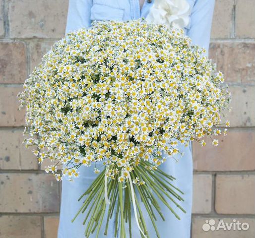 Цветы ромашки