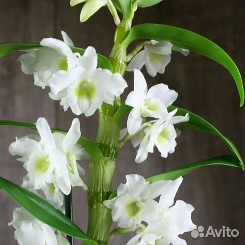 Дендробиум Нобиле белая орхидея