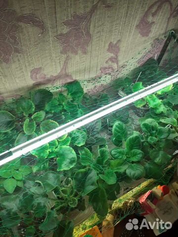 Детки фиалок