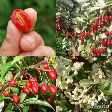 Саженцы Гуми (лох многоцветковый)