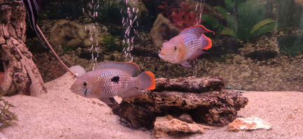 Акара бирюзовая