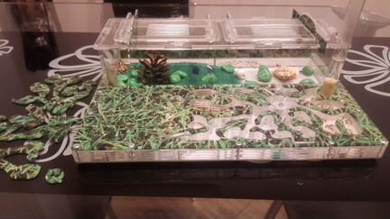 Муравьиная ферма VIP