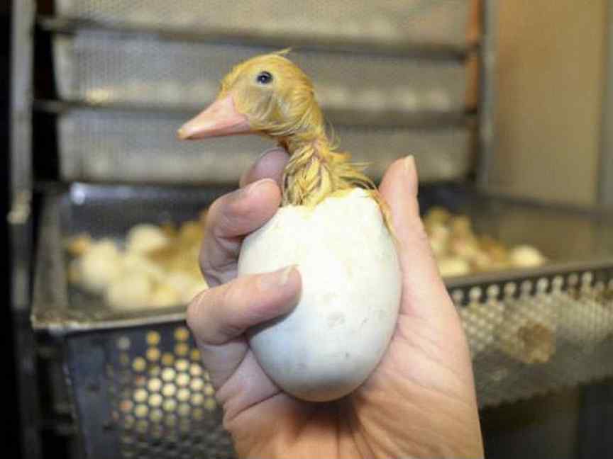 Сколько сидит утка на яйцах. Индоутка бройлерная. Инкубационные яйца пекинской утки. Гусыня высиживает яйца. Утка высиживает яйца.