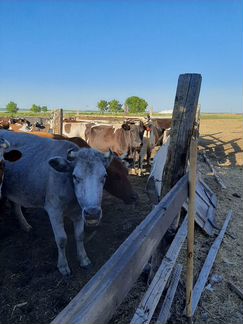Коровы И ферму - фотография № 3