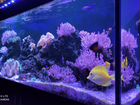 Морской аквариум 380 литров объявление продам