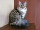 Вязка сибирской кошки