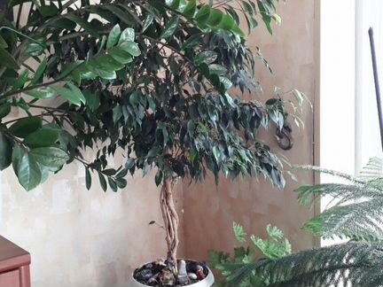 Фикус Бенджамина