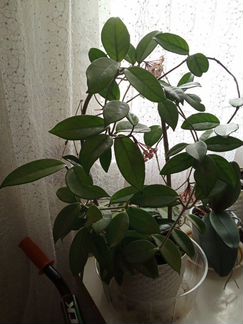 Хойя, плющ восковой.взрослое растение