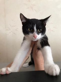 Котенок мальчик в дар