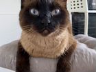 Тайский кот, 4 года