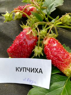 Купчиха земклуника семена