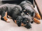 Два щенка - метисы овчарки ищут дом объявление продам