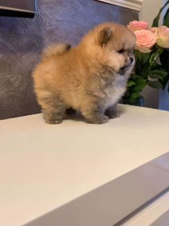 Померанский шпиц