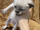 Котенок породы балинез объявление продам