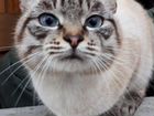 Невская маскарадная кошка (кот)