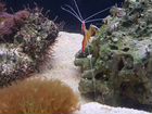 Морской аквариум 60 лит объявление продам