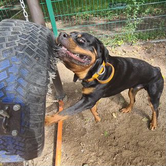 Ротвейлер вязка/случка