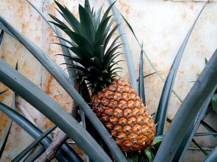 Папайя,банан,лимон,апельсин экзотические растения