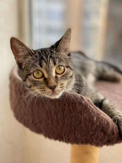 Котенок Дина, умная, очень любит человека