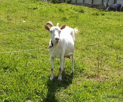 Продам салаватские дойные козы