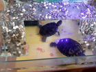 Две красноухие черепахи с акватеррариумом
