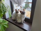 Домашние животные кошки объявление продам
