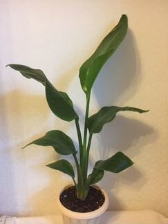 Стрелиция Николая