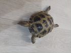 Средне-азиатские черепахи (мальчик и девочка) объявление продам