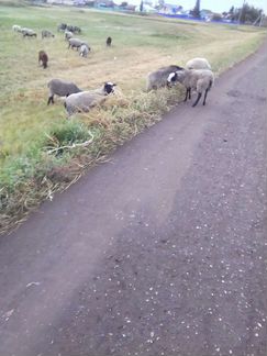 Овцы ярки рамановские - фотография № 9