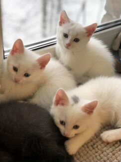 Белые котята «дворянской» породы