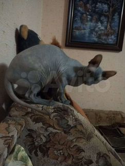 Кошка 1 год ищим кота для вязки