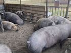 Свиноматки супоросные