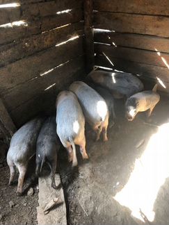 Вьетнамские свиньи - фотография № 1