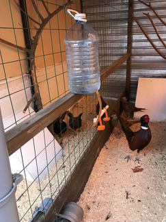 Фазанята и Инкубационное яйцо фазана румынского