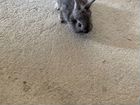 Кролики- пушыстики
