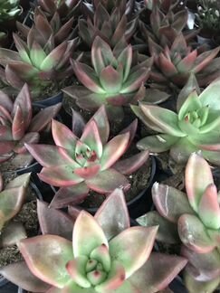 Эхеверия Таурус. Доставка