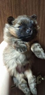 Померанский шпиц