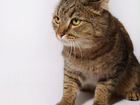 Крупный тигровый кот европейской породы ищет дом объявление продам