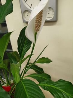 Спатифиллум или женское счастье