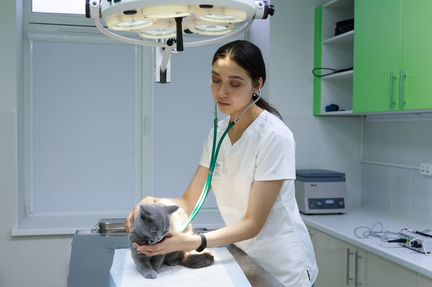 Ветеринарный врач выезд 24 часа