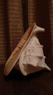 Раковина морская большая