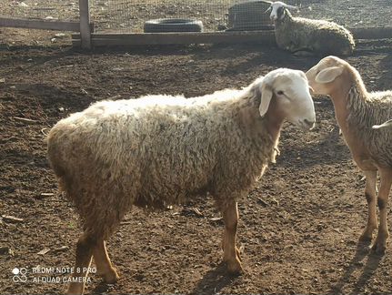 Продам овец, баранов - фотография № 3