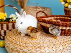 Декоративные кролики для фотосессии (аренда)